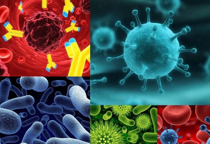 原位杂交技术的基本流程有哪些？