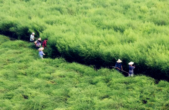 国内青蒿素产业现状：难觅国内药企身影