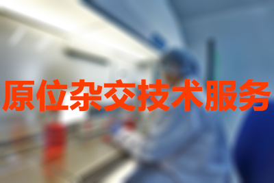 原位杂交技术的分类有哪些？