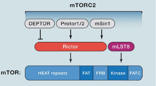 mTORC2的组成蛋白主要有Rictor、mSin1、mSLT8和Protor等