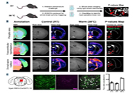 减肥药瞄准新靶点，强效减肥药即将来袭？