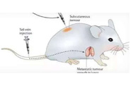 围观:临床前小鼠模型如何。