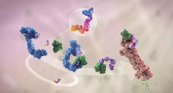 蛋白降解剂（多色）结合了1个靶蛋白（绿色）和1个E3泛素连接酶（蓝色），驱动基于蛋白酶体（橙色）的靶蛋白泛素化（紫色）和降解。