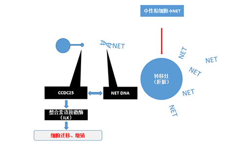 除了单纯的捕获，NET DNA与CCDC-25的结合还增强了癌细胞的侵袭行为，促进了癌症的肝转移。