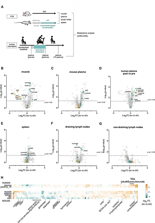 急性运动会改变血浆和淋巴器官的代谢状况 （来源：e Life）