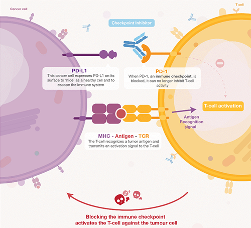 饿了吗？饿一饿原来可以辅助PD-1抑制剂肿瘤免疫治疗 