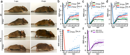 Hyper-IL-6促进功能恢复(来源：Nature)