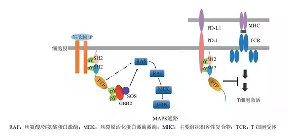 晚期恶性肿瘤患者的福音！不朽情缘mg官网助力凌达生物SHP2变构抑制剂RG001片获批临床 