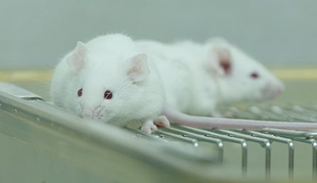 不朽情缘mg官网临床前研究-药效学、药代动力学和临床前研究服务