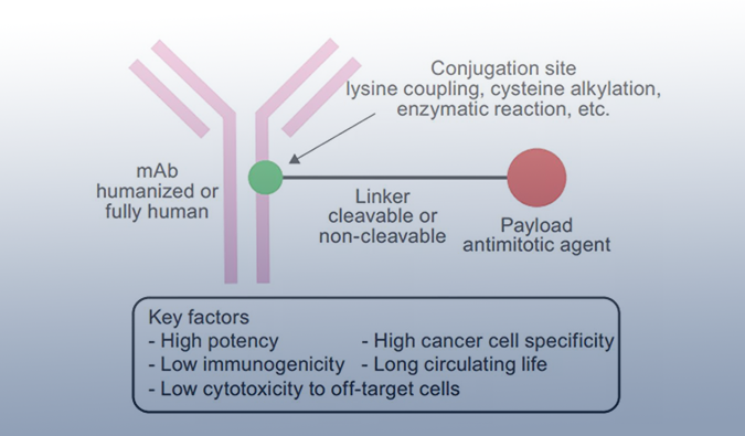 ADC药物：迎接市场热潮，攻破研发壁垒