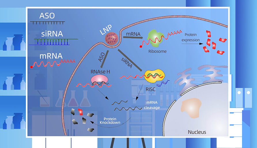 核酸药物的作用机制主要有哪些？