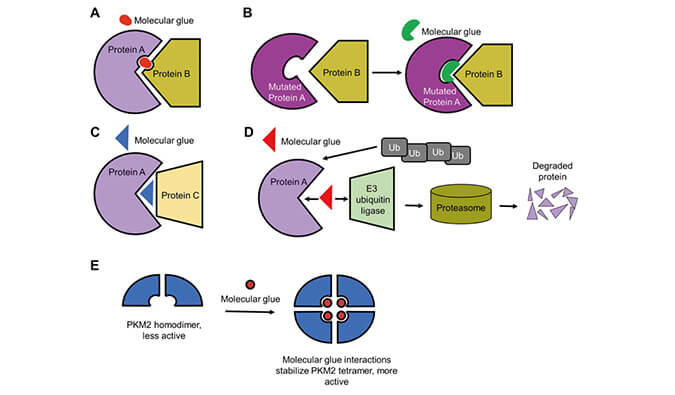靶向蛋白降解系列（三）：分子胶，挑战不可成药