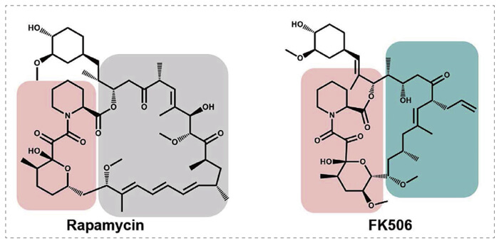 5-雷帕霉素、FK506-诱导的-FKBP-蛋白质相互作用.jpg