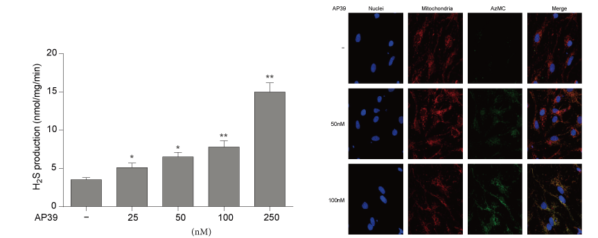 AP39是一种新合成的线粒体靶向的H2S供体，本研究中AP39通过不朽情缘mg官网设计和合成