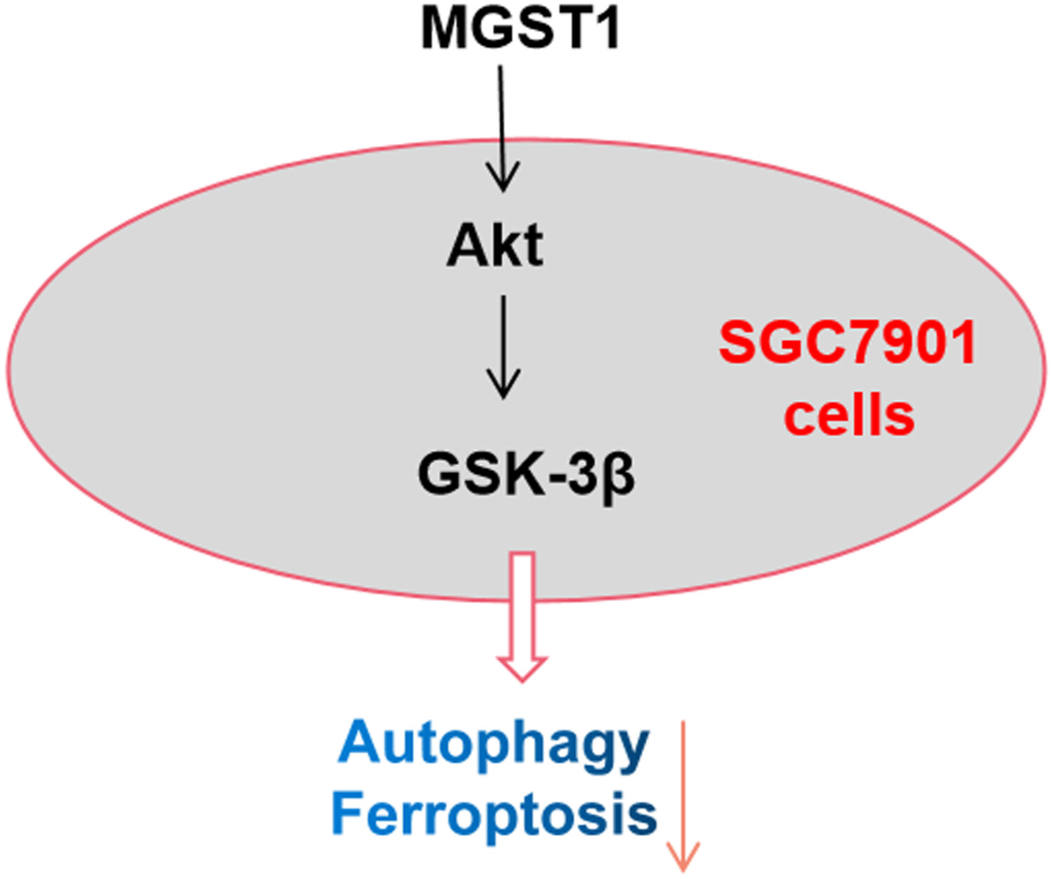 MGST1过表达通过激活Akt/GSK-3β信号通路诱导胃癌细胞增殖，本研究中MGST1过表达等体外实验通过不朽情缘mg官网进行
