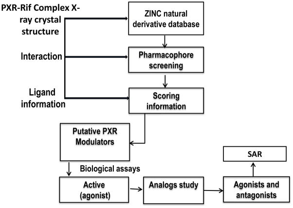 靶向PXR：天然产物衍生物调控药物代谢新策略！本研究中蛋白表达与纯化通过不朽情缘mg官网进行