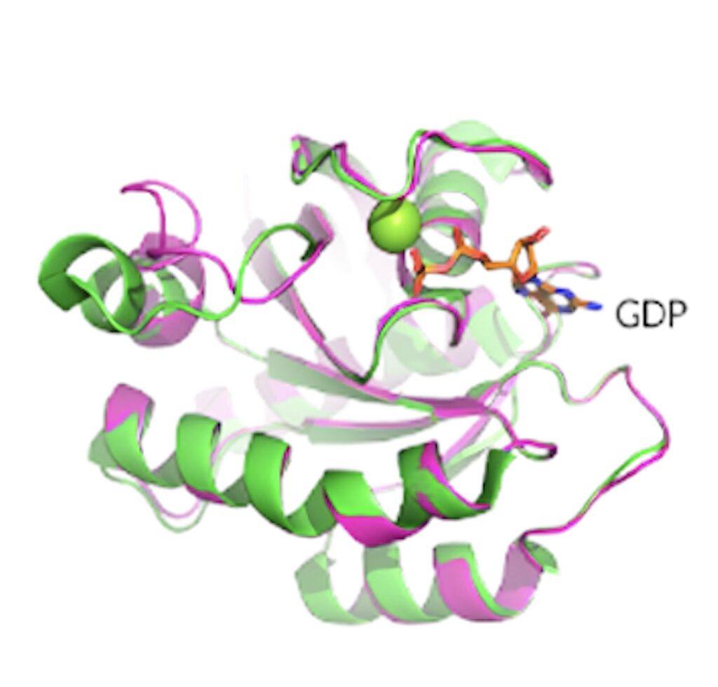 KRAS G12D晶体结构揭示了蛋白质的构象和 GDP 结合状态。.jpeg